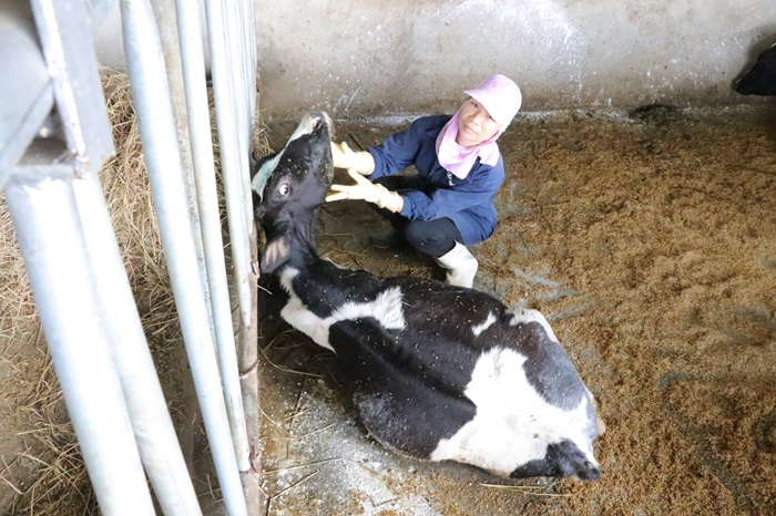 Bò sữa sau khi tiêm vắc xin tiếp tục chết hàng loạt -0