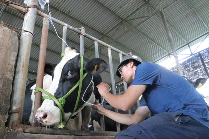 Bò sữa sau khi tiêm vắc xin tiếp tục chết hàng loạt -0