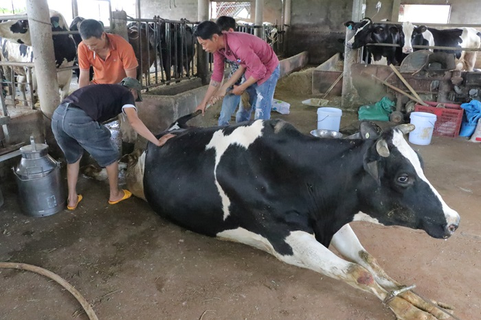 Bò sữa sau khi tiêm vắc xin tiếp tục chết hàng loạt -0