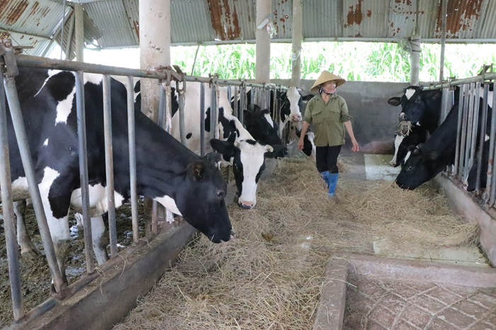 Bò sữa sau khi tiêm vắc xin tiếp tục chết hàng loạt -0