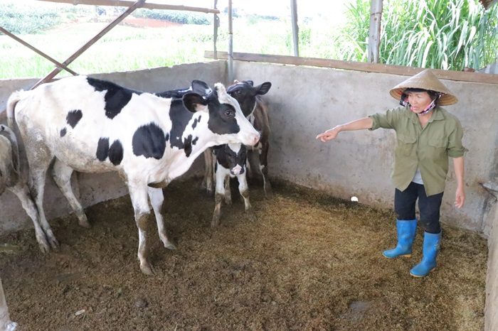 Bò sữa sau khi tiêm vắc xin tiếp tục chết hàng loạt -0