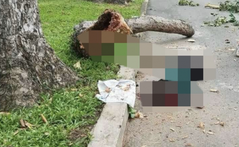 Người dân bàng hoàng khi chứng kiến cảnh cây tét nhánh khiến 5 người thương vong -1