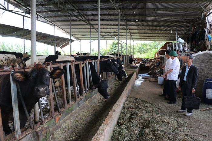 Hé lộ gói thầu về loại vaccine sau khi tiêm bò chết hàng loạt -0