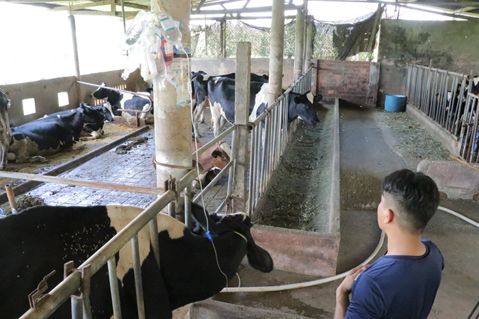 237 con bò chết sau khi tiêm vaccine, Sở NN&PTNT Lâm Đồng nói gì?  -0