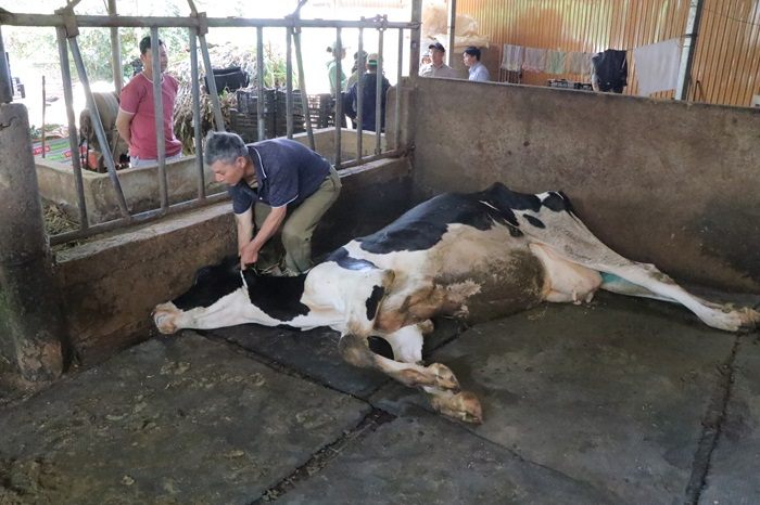 237 con bò chết sau khi tiêm vaccine, Sở NN&PTNT Lâm Đồng nói gì?  -0