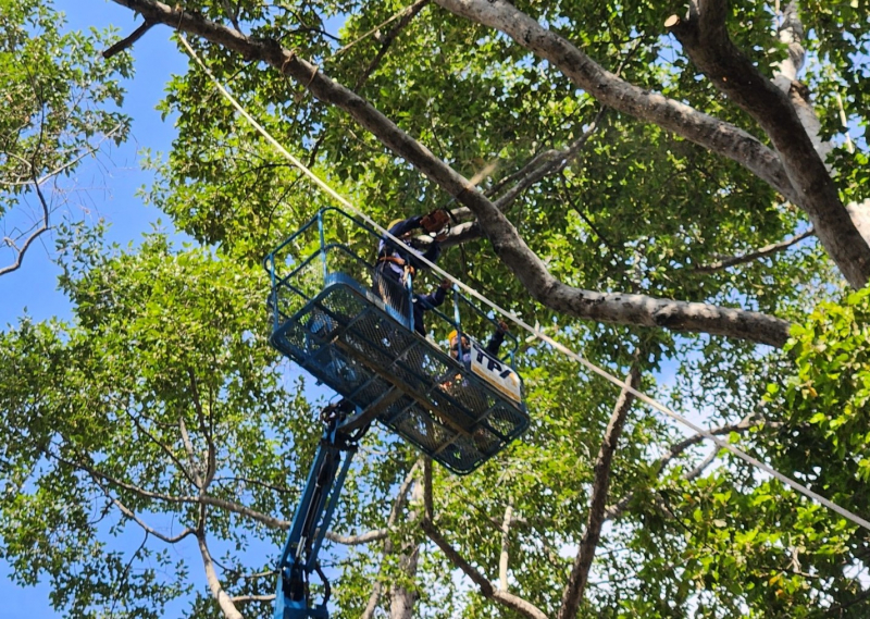 “Soi” cây xanh khiếm khuyết bằng flycam để tránh sự cố đáng tiếc -0