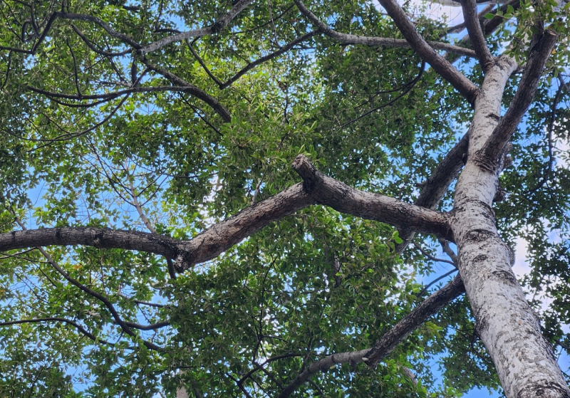 “Soi” cây xanh khiếm khuyết bằng flycam để tránh sự cố đáng tiếc -0