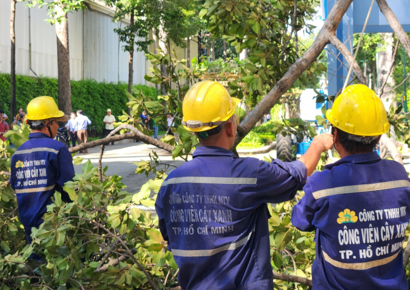 “Soi” cây xanh khiếm khuyết bằng flycam để tránh sự cố đáng tiếc -2