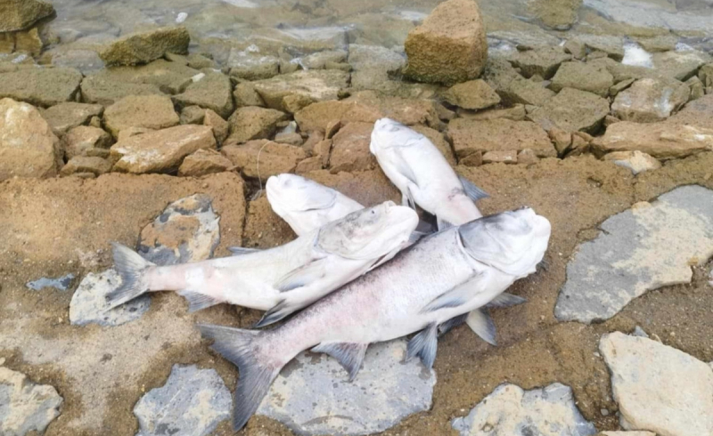 Kết luận về nguồn nước nơi xuất hiện cá chết bất thường ở hồ thuỷ lợi lớn nhất Quảng Bình -0