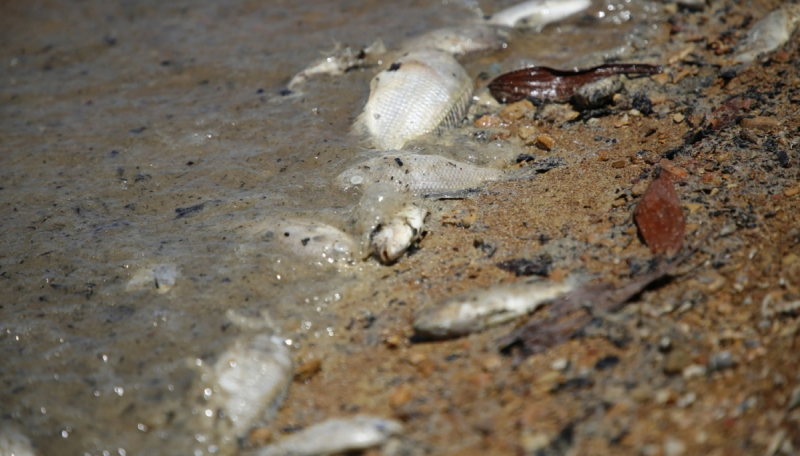 Kết luận về nguồn nước nơi xuất hiện cá chết bất thường ở hồ thuỷ lợi lớn nhất Quảng Bình -0