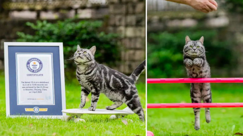 con me`o bao zi 21 tha_ng tuo^_i na`y co_ the^_ thu__c hie_^n nhie`u do_^ng ta_c kho_ nhu_ xoay ngu_o_`i khi dang tru_o__t va_n. a_nh tgr.jpg -0