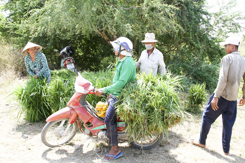 Chợ cỏ Ô Lâm -0