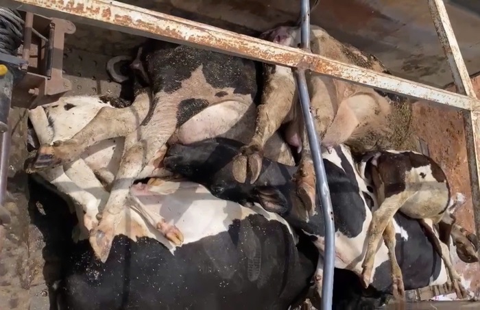 Yêu cầu làm rõ quy trình đấu thầu loại vaccine khiến bò chết hàng loạt -0