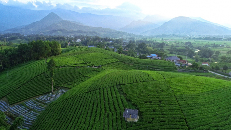 Từ đồi chè Thái Nguyên đến sản phẩm Trà Xanh Không Độ: Chế biến sâu giúp tăng giá trị cây chè -0