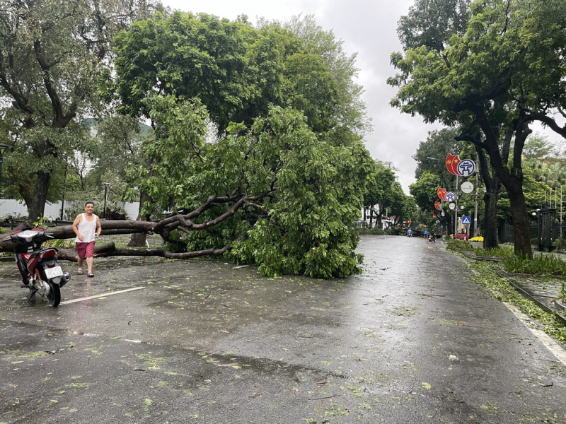 Hà Nội sau bão,  cây cổ thụ đổ chắn ngang nhiều tuyến phố -7