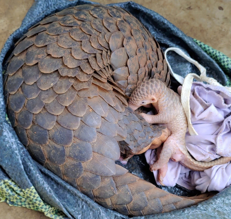 Bắt được hai con tê tê quý hiếm, người dân bàn giao cho cơ quan Công an  -0