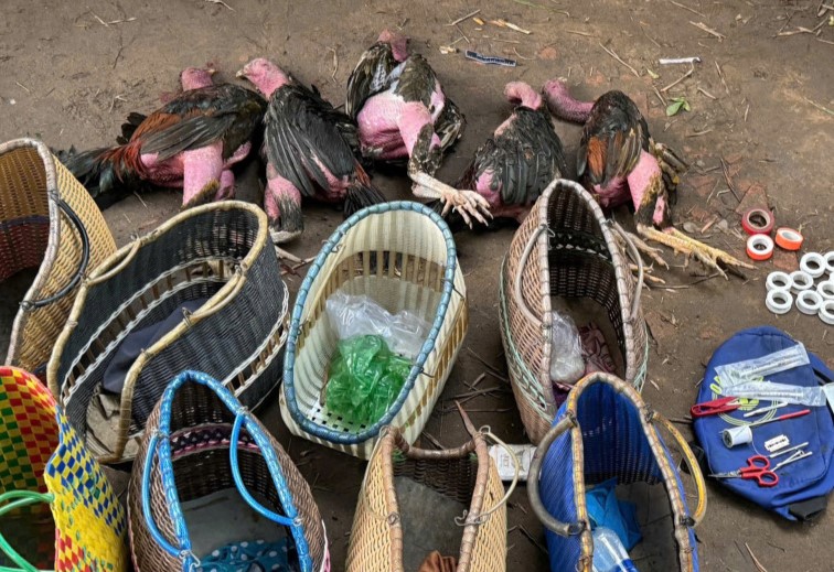 Dựng bạt, tạo trường gà cho hàng chục con bạc “khát nước” sát phạt -0