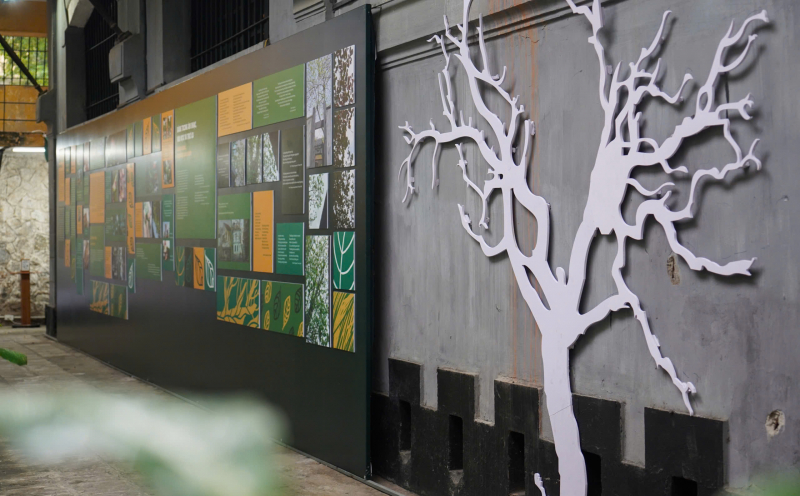 “Kể chuyện” về cây bàng trong Nhà tù Hoả Lò và những người cộng sản kiên trung -0