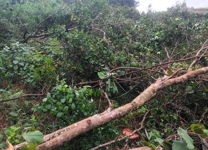“Khổ chủ” tóa hỏa vì 2ha điều bị cưa trắng -0