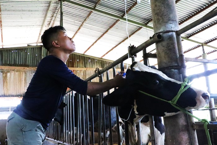 Bồi thường, hỗ trợ người chăn nuôi bò sữa chỉ bằng 1/10 thiệt hại -0