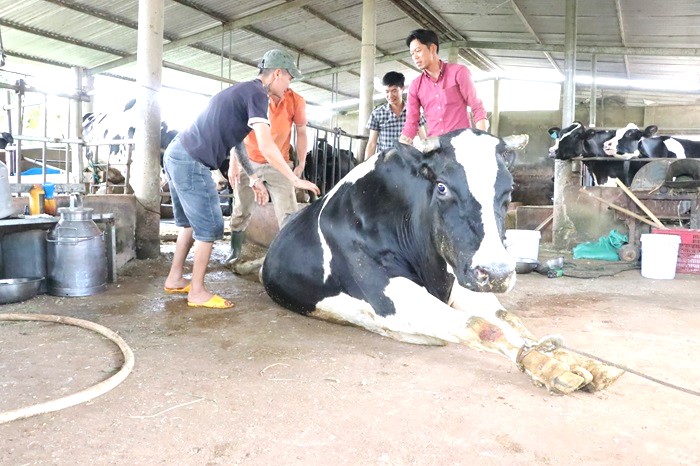 Bồi thường, hỗ trợ người chăn nuôi bò sữa chỉ bằng 1/10 thiệt hại -0