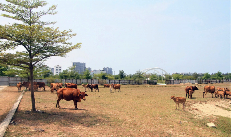 Giữ hình sự nguyên Tổng Giám đốc Công ty CP Bách Đạt An  -0