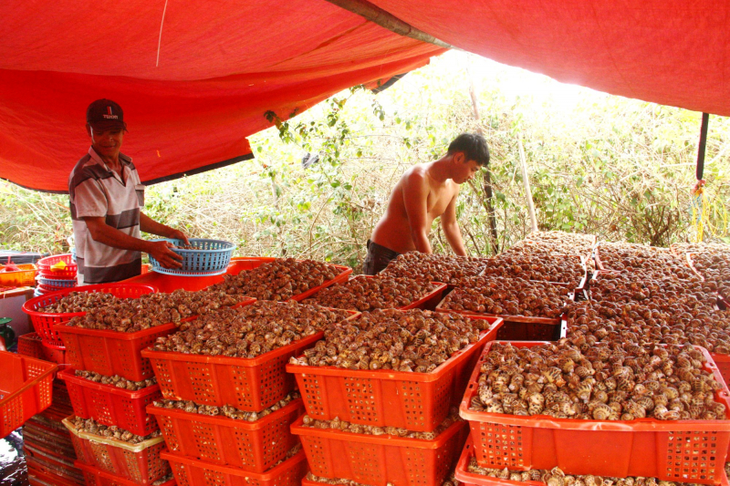 Sức hấp dẫn của sản vật miền biển Sông Cầu -0