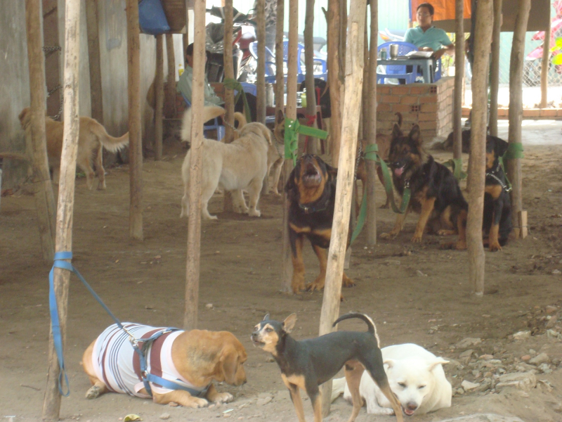 Chó cưng đi… học ngoại ngữ -0