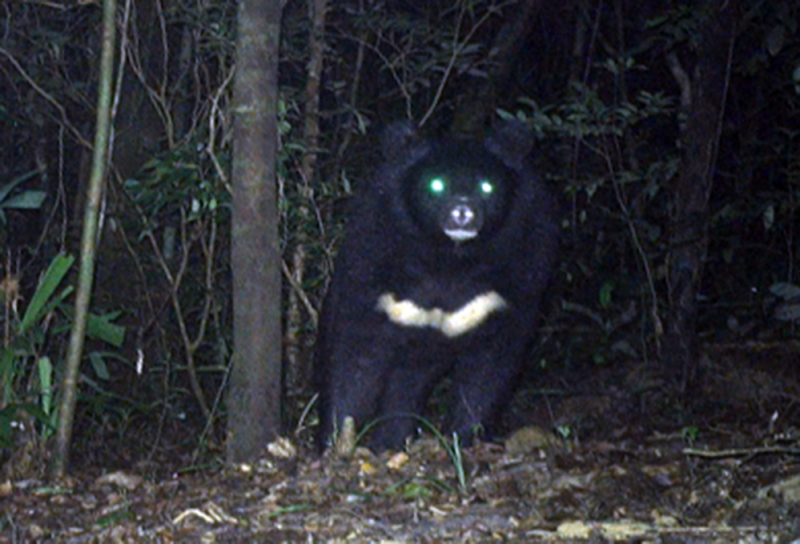 Phát hiện loài gấu ngựa quý hiếm tại Khu bảo tồn thiên nhiên Bắc Hướng Hóa -0