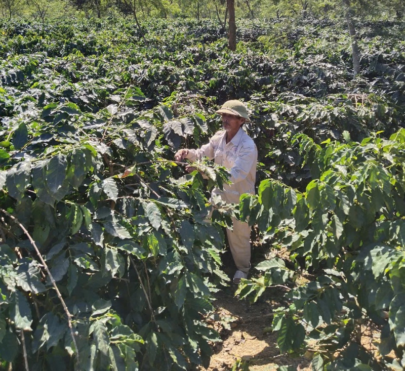 Người đầu tiên tại Việt Nam ghép gan từ người cho chết não vẫn sống khoẻ mạnh -0
