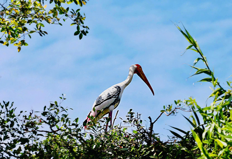 Bảo vệ động vật hoang dã nơi “rốn lũ” -0