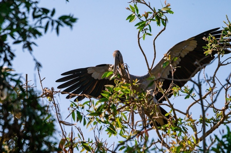 Bảo vệ động vật hoang dã nơi “rốn lũ” -0