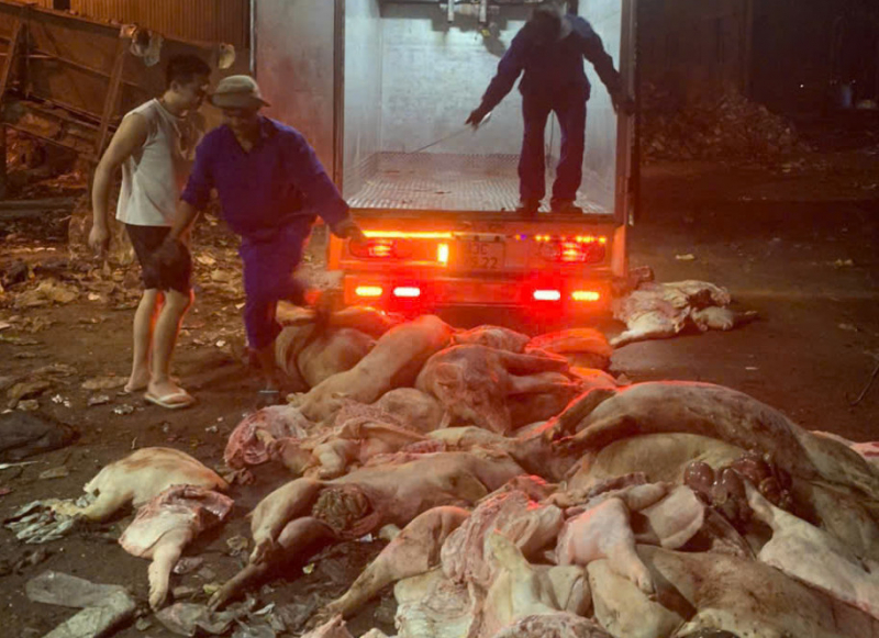 Phát hiện hơn 1,7 tấn thịt heo chết chuẩn bị đưa đi tiêu thụ -0