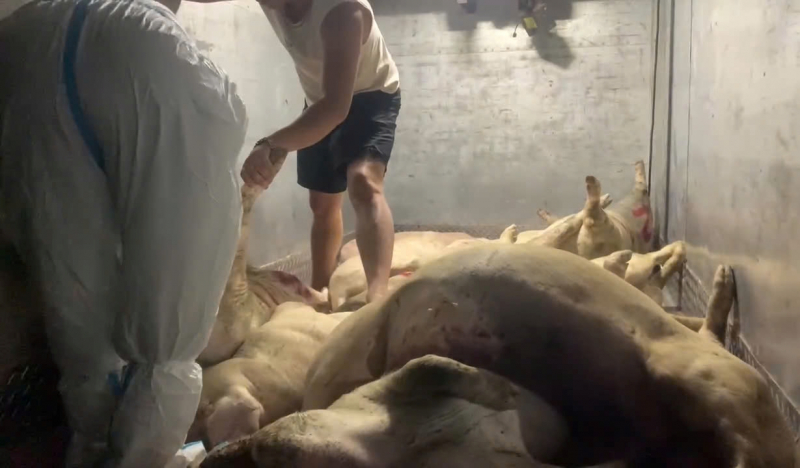 Phát hiện hơn 1,7 tấn thịt heo chết chuẩn bị đưa đi tiêu thụ -0