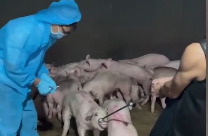 Phát hiện cơ sở giết mổ hàng trăm con heo bệnh tuồn vào các chợ đầu mối tiêu thụ -0