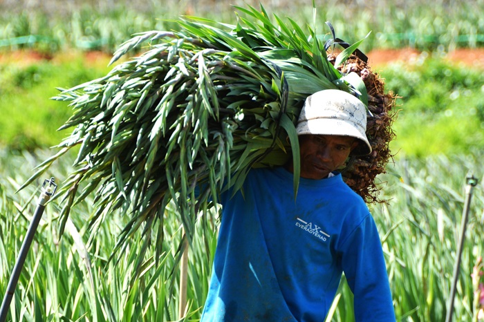 Cận Tết, hoa Đà Lạt “lao dốc”, nhà vườn lỗ nặng -0
