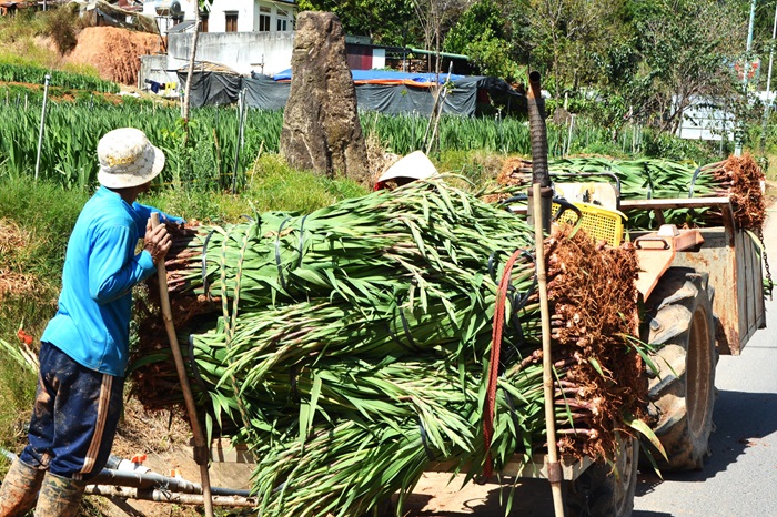 Cận Tết, hoa Đà Lạt “lao dốc”, nhà vườn lỗ nặng -0