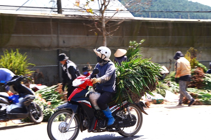 Cận Tết, hoa Đà Lạt “lao dốc”, nhà vườn lỗ nặng -0