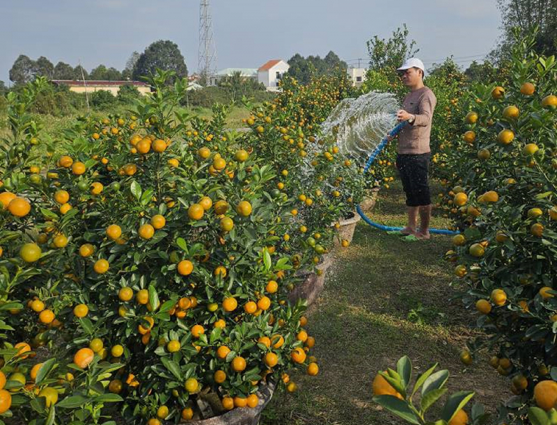 Tưng bừng mùa quất Tết Hội An -0