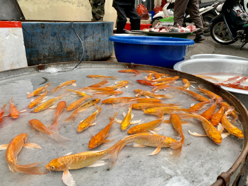 Cá chép tăng giá trong ngày ông Công ông Táo -0