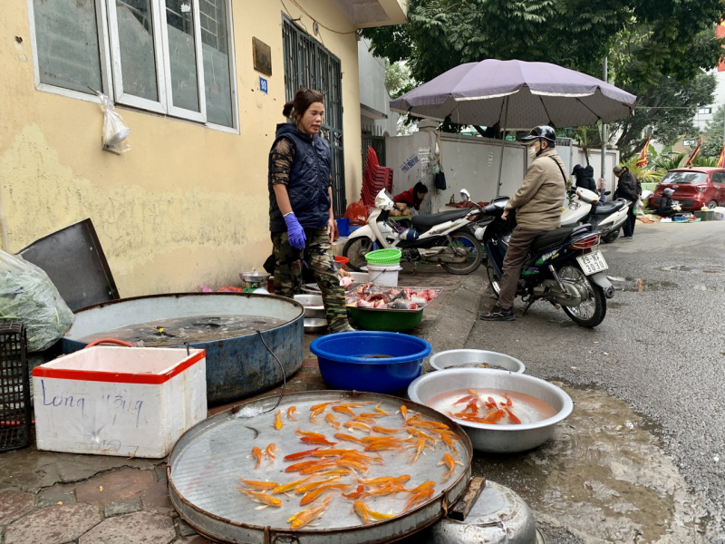 Cá chép tăng giá trong ngày ông Công ông Táo -0