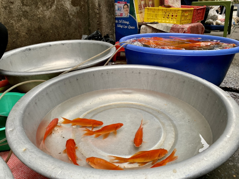 Cá chép tăng giá trong ngày ông Công ông Táo -0