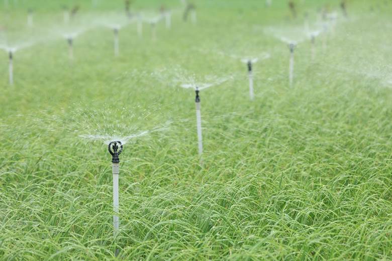 Nam Ngư đồng hành cùng bà con Lý Sơn quảng bá đặc sản -0