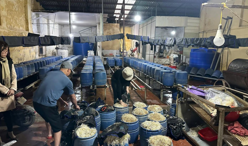 Sản xuất thần tốc nửa tấn giá đỗ bằng hóa chất cấm mỗi ngày -0