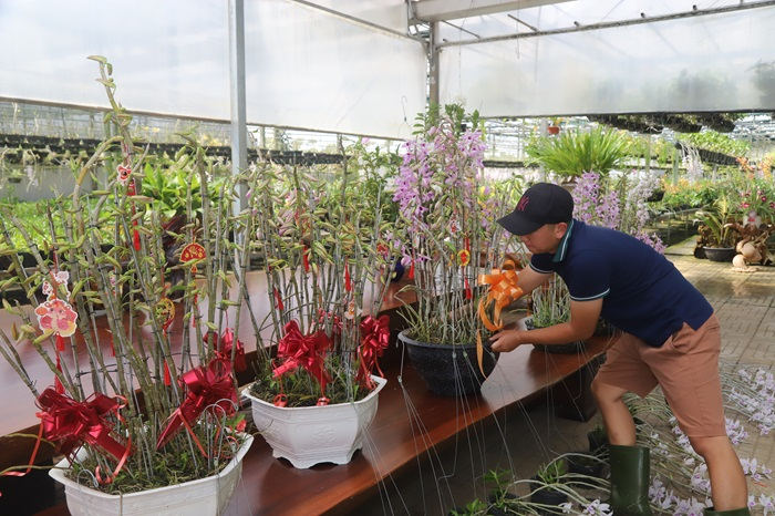 Lan rừng “cháy hàng” ngày cận Tết -0