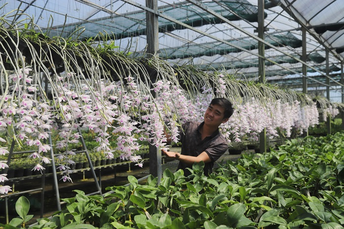 Lan rừng “cháy hàng” ngày cận Tết -0