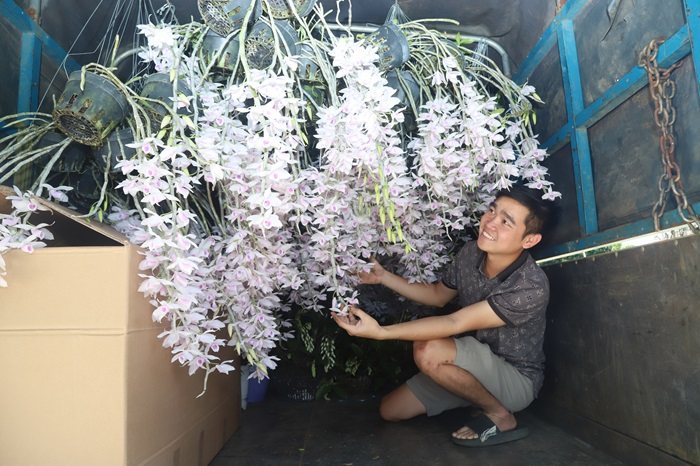 Lan rừng “cháy hàng” ngày cận Tết -0