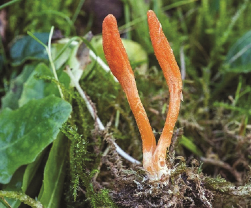Tìm “sâu vàng” trên đỉnh Gangkhar Puensum, Bhutan _CAND TET_T45 -0