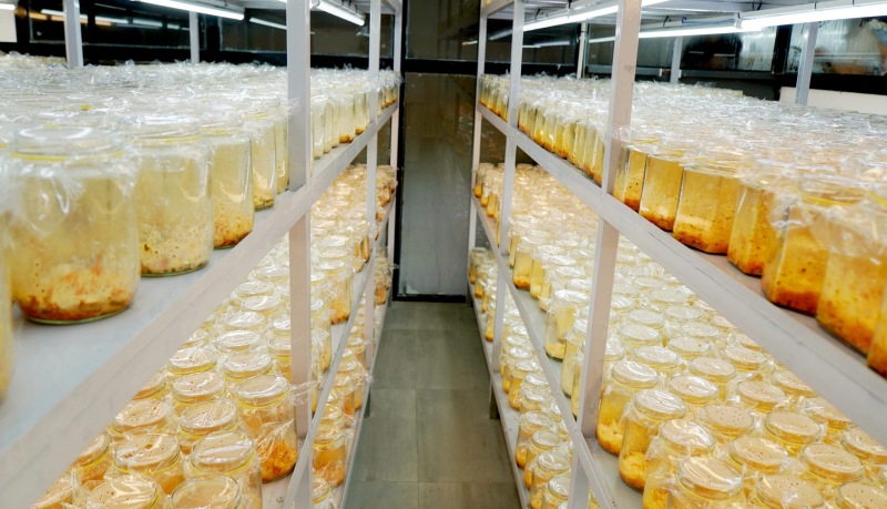 Tìm “sâu vàng” trên đỉnh Gangkhar Puensum, Bhutan _CAND TET_T45 -0