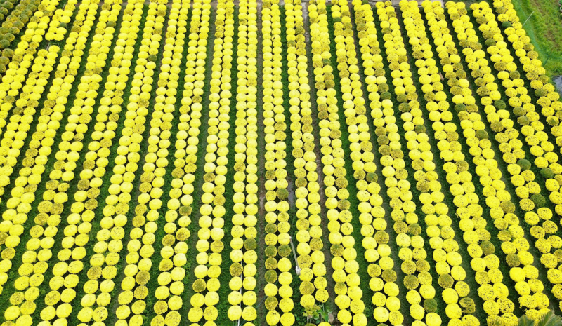 ĐBSCL: Hàng hóa dồi dào, sức mua tăng -0